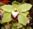 Фотографии к статье: Цимбидиум (Cymbidium orchid)