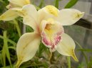 Фотографии к статье: Цимбидиум (Cymbidium orchid)