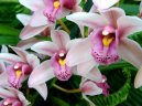 Фотографии к статье: Цимбидиум (Cymbidium orchid)