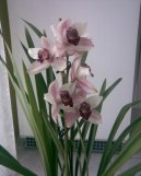 Цимбидиум (Cymbidium orchid) / Комнатные растения и цветы / Орхидеи