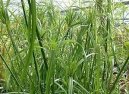 Фотографии к статье: Циперус (Cyperus)