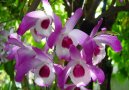 Фотографии к статье: Дендробиум (Dendrobium aphrodite)