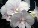 Фотографии к статье: Дендробиум (Dendrobium aphrodite)