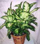 Фотографии к статье: Диффенбахия прелестная (Dieffenbachia amoena)