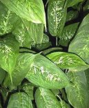 Фотографии к статье: Диффенбахия прелестная (Dieffenbachia amoena)