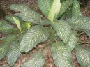 Фотографии к статье: Диффенбахия прелестная (Dieffenbachia amoena)