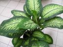 Фотографии к статье: Диффенбахия прелестная (Dieffenbachia amoena)