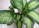 Фотографии к статье: Диффенбахия прелестная (Dieffenbachia amoena)