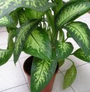 Фотографии к статье: Диффенбахия прелестная (Dieffenbachia amoena)