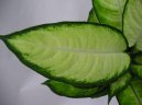 Фотографии к статье: Диффенбахия прелестная (Dieffenbachia amoena)