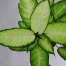 Диффенбахия прелестная (Dieffenbachia amoena) / Комнатные растения и цветы / Ядовитые растения