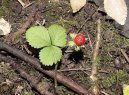 Фотографии к статье: Дюшенея индийская (Duchesnea indica)