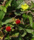 Фотографии к статье: Дюшенея индийская (Duchesnea indica)