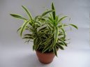 Фотографии к статье: Драцена канарская, драконовое дерево (Dracaena)