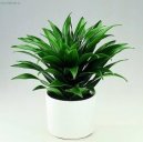 Фотографии к статье: Драцена канарская, драконовое дерево (Dracaena)