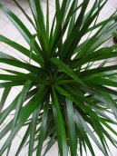 Фотографии к статье: Драцена канарская, драконовое дерево (Dracaena)