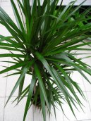 Фотографии к статье: Драцена канарская, драконовое дерево (Dracaena)