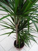 Фотографии к статье: Драцена канарская, драконовое дерево (Dracaena)