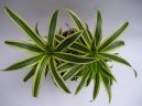 Фотографии к статье: Драцена канарская, драконовое дерево (Dracaena)