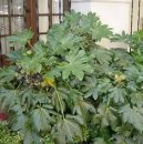 Фотографии к статье: Фатсия японская (комнатная аралия) (Fatsia japonica)