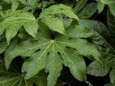 Фотографии к статье: Фатсия японская (комнатная аралия) (Fatsia japonica)