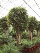 Фотографии к статье: Фикус Али (Ficus Alii)