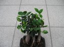 Фотографии к статье: Фикус (Ficus)