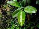 Фотографии к статье: Фикус каучуконосный (каучуковое дерево) (Ficus elastica)