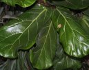 Фотографии к статье: Фикус лировидный (Ficus lyrata)