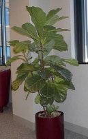 Фотографии к статье: Фикус лировидный (Ficus lyrata)