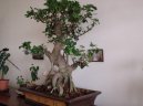 Фотографии к статье: Фикус притупленный (Ficus Retusa)