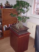 Фотографии к статье: Фикус притупленный (Ficus Retusa)