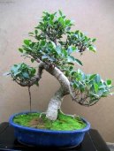 Фотографии к статье: Фикус притупленный (Ficus Retusa)