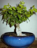 Фотографии к статье: Фикус притупленный (Ficus Retusa)