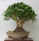 Фотографии к статье: Фикус притупленный (Ficus Retusa)