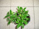 Фотографии к статье: Фикус притупленный (Ficus Retusa)