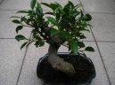 Фотографии к статье: Фикус притупленный (Ficus Retusa)