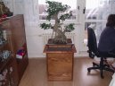 Фотографии к статье: Фикус притупленный (Ficus Retusa)