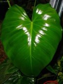 Фотографии к статье: Филодендрон лазящий (Philodendron scandens)