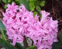 Фотографии к статье: Гиацинт восточный (Hyacinthus  orientalis)