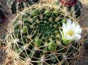 Фотографии к статье: Гимнокалициум кактус (Gymnocalycium)