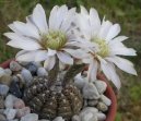 Фотографии к статье: Гимнокалициум кактус (Gymnocalycium)