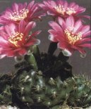 Фотографии к статье: Гимнокалициум кактус (Gymnocalycium)