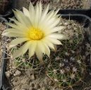 Фотографии к статье: Гимнокалициум кактус (Gymnocalycium)