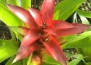 Фотографии к статье: Гузмания (Guzmania)