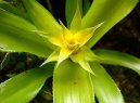 Фотографии к статье: Гузмания (Guzmania)