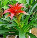 Фотографии к статье: Гузмания (Guzmania)