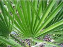 Фотографии к статье: Хамеропс приземистый (Chamaerops humilis)