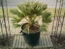 Фотографии к статье: Хамеропс приземистый (Chamaerops humilis)