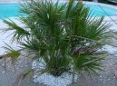 Фотографии к статье: Хамеропс приземистый (Chamaerops humilis)